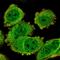 Transforming Acidic Coiled-Coil Containing Protein 2 antibody, HPA061394, Atlas Antibodies, Immunofluorescence image 