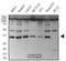 Caudal Type Homeobox 2 antibody, NBP2-24583, Novus Biologicals, Western Blot image 