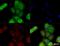 BCL2 Associated Athanogene 3 antibody, NBP2-27398, Novus Biologicals, Immunofluorescence image 