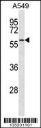 SMAD Family Member 9 antibody, 58-084, ProSci, Western Blot image 
