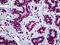 Stromal Antigen 2 antibody, 51-740, ProSci, Immunohistochemistry frozen image 