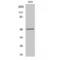 Nucleolar And Spindle Associated Protein 1 antibody, LS-C382028, Lifespan Biosciences, Western Blot image 