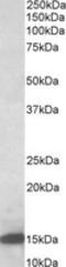 Galectin 1 antibody, MBS422538, MyBioSource, Western Blot image 