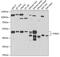 Purinergic Receptor P2X 2 antibody, 22-681, ProSci, Western Blot image 