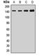 WD Repeat Domain 33 antibody, orb412872, Biorbyt, Western Blot image 