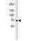 Lactotransferrin antibody, F40211-0.4ML, NSJ Bioreagents, Immunohistochemistry frozen image 