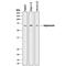 Fibrinogen Like 1 antibody, AF1614, R&D Systems, Western Blot image 