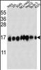 Interferon Induced Transmembrane Protein 3 antibody, PA5-11274, Invitrogen Antibodies, Western Blot image 