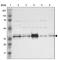 Coiled-Coil Domain Containing 117 antibody, HPA000826, Atlas Antibodies, Western Blot image 