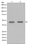 SET Domain Containing 7, Histone Lysine Methyltransferase antibody, M02793, Boster Biological Technology, Western Blot image 