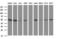CUE Domain Containing 2 antibody, M08885, Boster Biological Technology, Western Blot image 