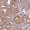 GSK3-beta interaction protein antibody, HPA046782, Atlas Antibodies, Immunohistochemistry frozen image 