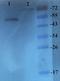 Asialoglycoprotein Receptor 1 antibody, orb4635, Biorbyt, Western Blot image 