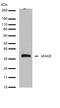 RAGE antibody, 701316, Invitrogen Antibodies, Western Blot image 