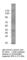 Roundabout homolog 3 antibody, RIG1-101AP, FabGennix, Western Blot image 