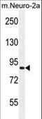Von Willebrand Factor A Domain Containing 3B antibody, LS-C160561, Lifespan Biosciences, Western Blot image 