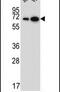 WD Repeat Domain 43 antibody, PA5-25402, Invitrogen Antibodies, Western Blot image 