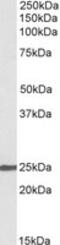 NBL1, DAN Family BMP Antagonist antibody, MBS423226, MyBioSource, Western Blot image 