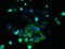 ATP Binding Cassette Subfamily B Member 5 antibody, LS-C377596, Lifespan Biosciences, Immunofluorescence image 