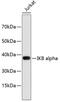 NFKB Inhibitor Alpha antibody, 18-655, ProSci, Western Blot image 
