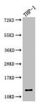 Cystatin A antibody, LS-C369457, Lifespan Biosciences, Western Blot image 