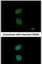 Nuclear Transcription Factor Y Subunit Beta antibody, PA5-31913, Invitrogen Antibodies, Immunofluorescence image 