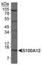 S100 Calcium Binding Protein A12 antibody, NB110-90136, Novus Biologicals, Western Blot image 