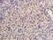Interferon Epsilon antibody, orb157644, Biorbyt, Immunohistochemistry paraffin image 