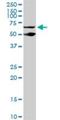 PC4 And SFRS1 Interacting Protein 1 antibody, H00011168-M02, Novus Biologicals, Western Blot image 