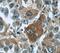 Tensin-4 antibody, FNab08848, FineTest, Immunohistochemistry frozen image 