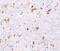 Programmed Cell Death 4 antibody, NBP1-76738, Novus Biologicals, Immunohistochemistry paraffin image 