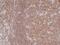 Nuclear Factor Kappa B Subunit 1 antibody, M00283-1, Boster Biological Technology, Immunohistochemistry frozen image 
