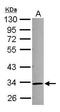 Methionine Adenosyltransferase 2B antibody, PA5-30530, Invitrogen Antibodies, Western Blot image 