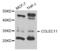 Collectin Subfamily Member 11 antibody, PA5-76178, Invitrogen Antibodies, Western Blot image 