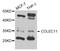 Collectin Subfamily Member 11 antibody, PA5-76178, Invitrogen Antibodies, Western Blot image 