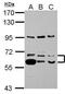 Thioredoxin Reductase 1 antibody, PA5-27861, Invitrogen Antibodies, Western Blot image 