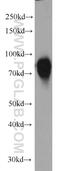 T-Box 3 antibody, 16741-1-AP, Proteintech Group, Western Blot image 