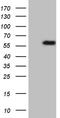 TNF Receptor Superfamily Member 19 antibody, TA810325, Origene, Western Blot image 