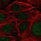 Pre-MRNA Processing Factor 38A antibody, PA5-62730, Invitrogen Antibodies, Immunofluorescence image 