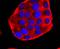 Pyruvate Dehydrogenase E1 Alpha 1 Subunit antibody, A01906-3, Boster Biological Technology, Immunocytochemistry image 