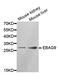 Estrogen Receptor Binding Site Associated Antigen 9 antibody, MBS126810, MyBioSource, Western Blot image 