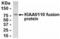 MAD2L1 Binding Protein antibody, XW-8054, ProSci, Western Blot image 