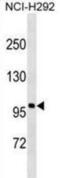 Androgen Receptor antibody, abx025510, Abbexa, Western Blot image 