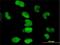 Tripartite Motif Containing 28 antibody, H00010155-M01, Novus Biologicals, Immunofluorescence image 