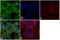 DISC1 Scaffold Protein antibody, 710203, Invitrogen Antibodies, Immunofluorescence image 