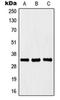 Homeobox B4 antibody, orb214049, Biorbyt, Western Blot image 