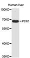Phosphoenolpyruvate Carboxykinase 1 antibody, abx126999, Abbexa, Western Blot image 