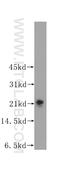 Transgelin 3 antibody, 12246-1-AP, Proteintech Group, Western Blot image 