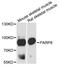 Poly(ADP-Ribose) Polymerase Family Member 8 antibody, A12894, ABclonal Technology, Western Blot image 