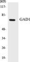 Glutamate Decarboxylase 1 antibody, EKC1231, Boster Biological Technology, Western Blot image 